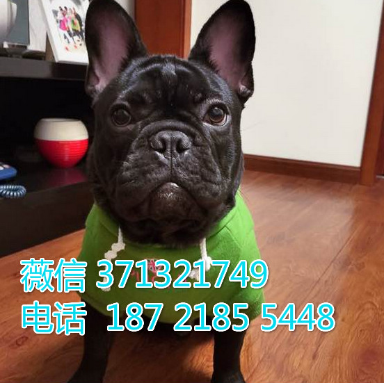 黑色的一窝法斗出售纯种，西安狗场，西安犬舍