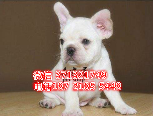 法国斗牛犬出售纯种，一窝斗牛 法斗 厦门本地