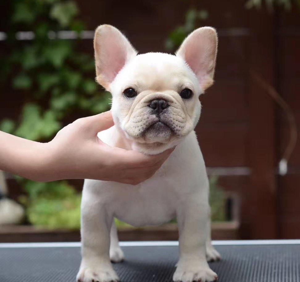 湖州宠物狗 犬舍直销斗牛犬 宠物狗市场在哪网上哪里卖狗买狗