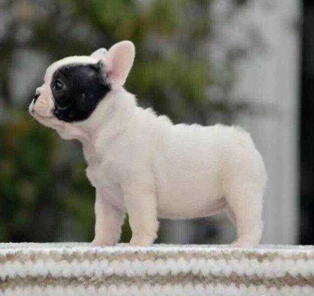 玉溪宠物狗犬舍出售纯种法斗宠物狗市场在哪 