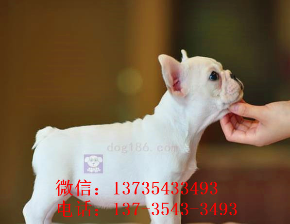 内蒙古宠物狗狗出售纯种斗牛犬幼犬狗狗领养 