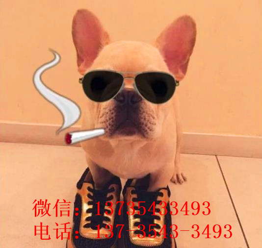 大连宠物狗狗出售纯种斗牛犬幼犬狗狗领养 可