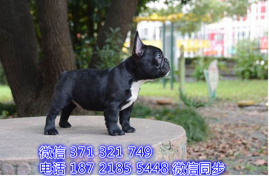 厦门特价 斗牛犬出售纯种幼犬 厦门犬舍宠物狗狗