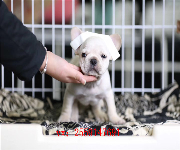 长沙哪里卖法国斗牛犬 长沙奶油色法牛怎么卖的 长沙黑色法牛多少钱