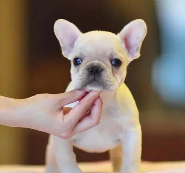 深圳宠物狗犬舍出售纯种法牛 法斗哪里卖狗网