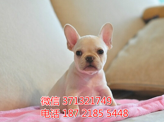 重庆犬舍出售法斗犬狗狗纯种 重庆大型繁殖基地宠物狗狗