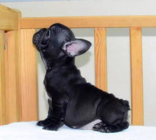 湖州宠物狗 犬舍直销斗牛犬 宠物狗市场在哪网上哪里卖狗买狗