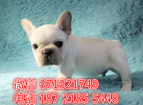 奶油色斗牛出售纯种幼犬 无锡宠物狗狗 无锡犬