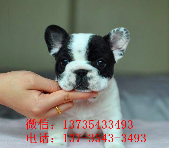 无锡宠物狗狗出售纯种斗牛犬幼犬狗狗领养 可