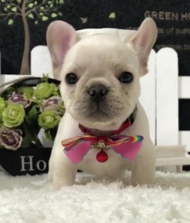 哈尔滨宠物狗犬舍出售斗牛犬 狗市在哪买狗 哪