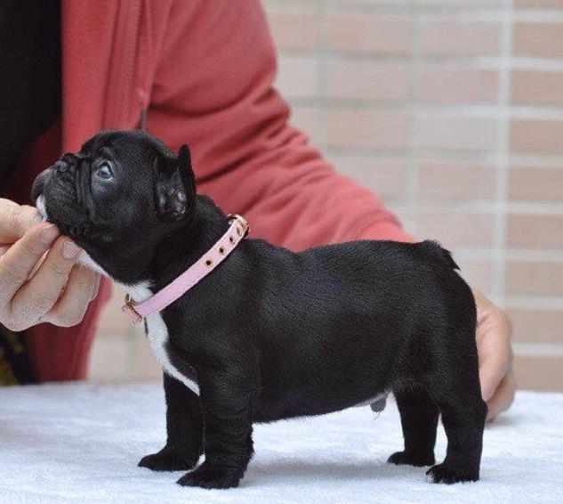 青岛宠物狗犬舍出售纯种法牛 法斗哪里卖狗网