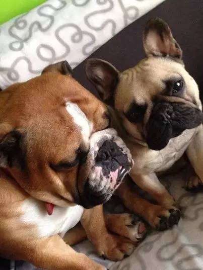 玉溪宠物网 玉溪纯种法国斗牛犬价格 云南哪里