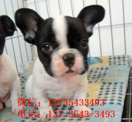 厦门宠物狗狗出售纯种斗牛犬幼犬狗狗领养 可