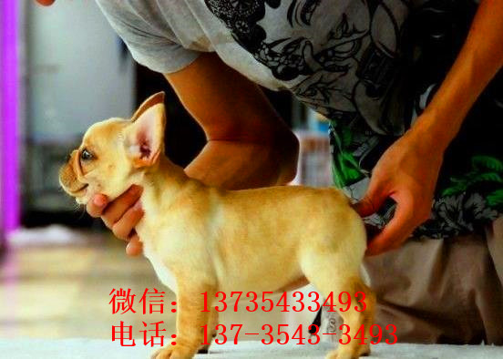 大连宠物狗狗出售纯种斗牛犬幼犬狗狗领养 可空运发