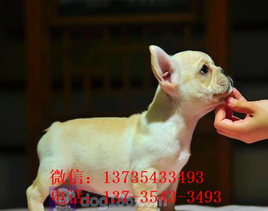 北京宠物狗犬舍出售斗牛犬 狗市在哪买狗 哪里有狗卖