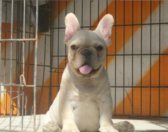 红河宠物狗犬舍出售纯种斗牛犬宠物狗市场哪里