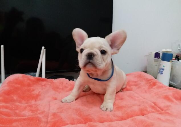 玉溪哪里卖纯种法斗犬玉溪狗场出售法国斗牛幼