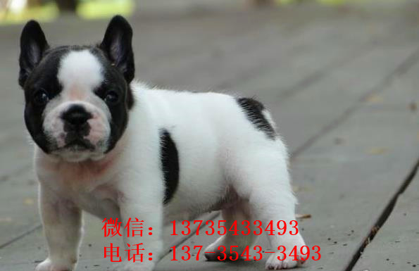 无锡宠物狗狗出售纯种斗牛犬幼犬狗狗领养 可空运发