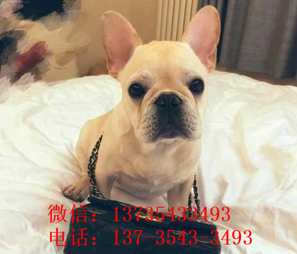 百色宠物狗犬舍出售纯种斗牛犬宠物狗市场哪里有卖狗