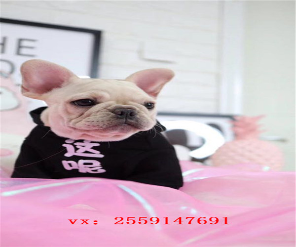 长沙哪里卖法国斗牛犬 长沙奶油色法牛怎么卖的 长沙黑色法牛多少钱