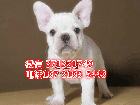 法国斗牛犬出售纯种，一窝斗牛 法斗 厦门本地