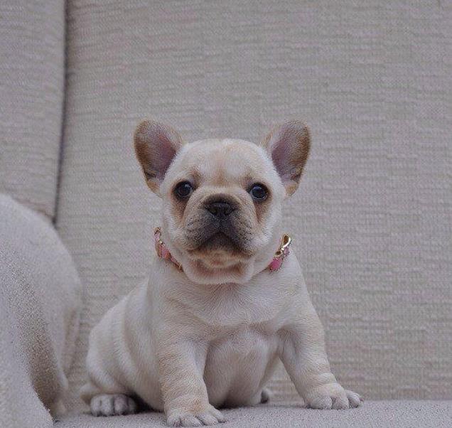 厦门宠物狗犬舍出售纯种法牛 法斗哪里卖狗网