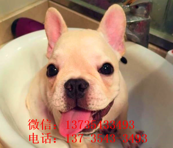 北京宠物狗犬舍出售斗牛犬 狗市在哪买狗 哪里有狗卖