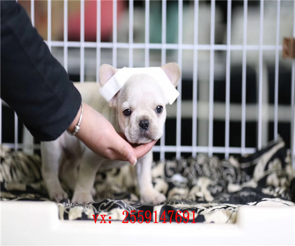 长沙哪里卖法国斗牛犬 长沙虎斑法牛怎么卖的 