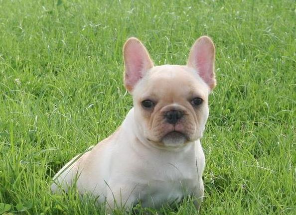 日照宠物狗犬舍出售纯种斗牛犬宠物狗市场哪里