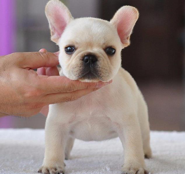 长沙宠物狗犬舍出售纯种斗牛犬 狗市场在哪 哪