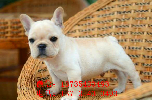 大连宠物狗犬舍出售斗牛犬 狗市在哪买狗 哪里