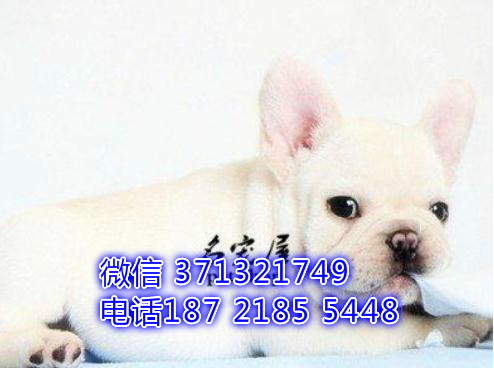 南宁犬舍 法斗特价宠物狗狗 南宁狗场繁殖 小型犬大型犬