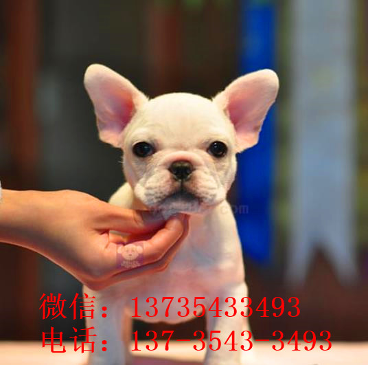 太原宠物狗狗出售纯种斗牛犬幼犬狗狗领养 可