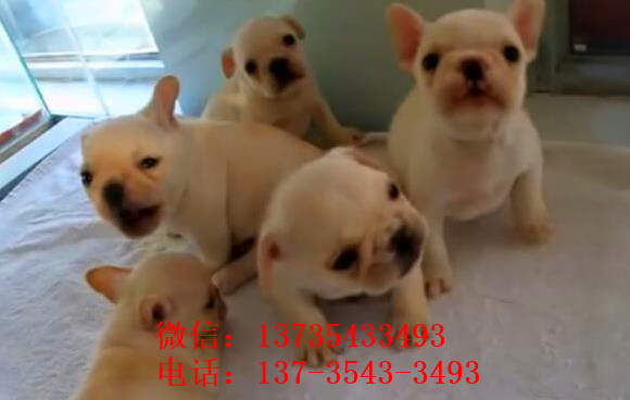 攀枝花宠物狗狗犬舍出售斗牛犬宠物狗市场在哪买狗卖狗