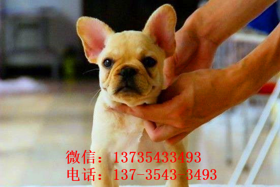 攀枝花宠物狗狗犬舍出售斗牛犬宠物狗市场在哪买狗卖狗