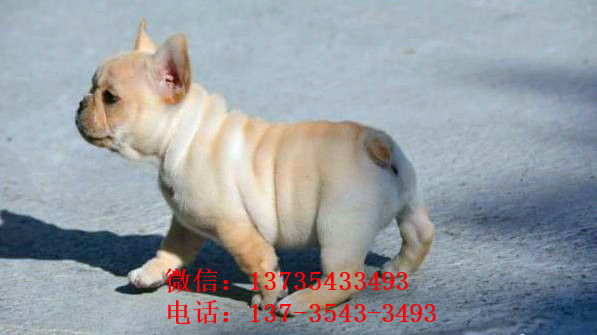 北京宠物狗犬舍出售斗牛犬 狗市在哪买狗 哪里有狗卖