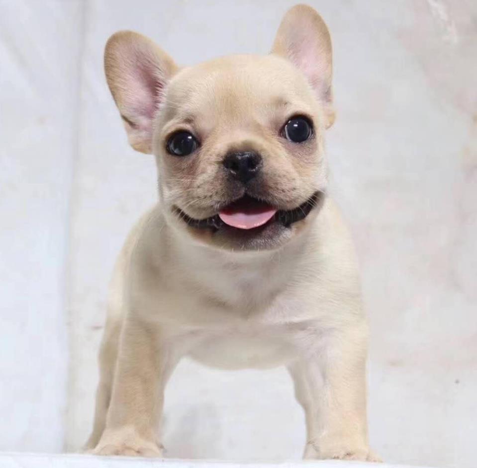 菏泽宠物狗犬舍出售纯种法斗宠物狗市场在哪 