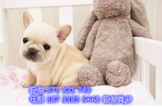 青岛宠物 法斗犬幼犬出售 青岛狗场在哪里 特