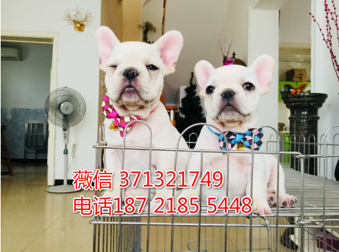 绍兴宠物斗牛犬出售纯种 绍兴犬舍在哪里