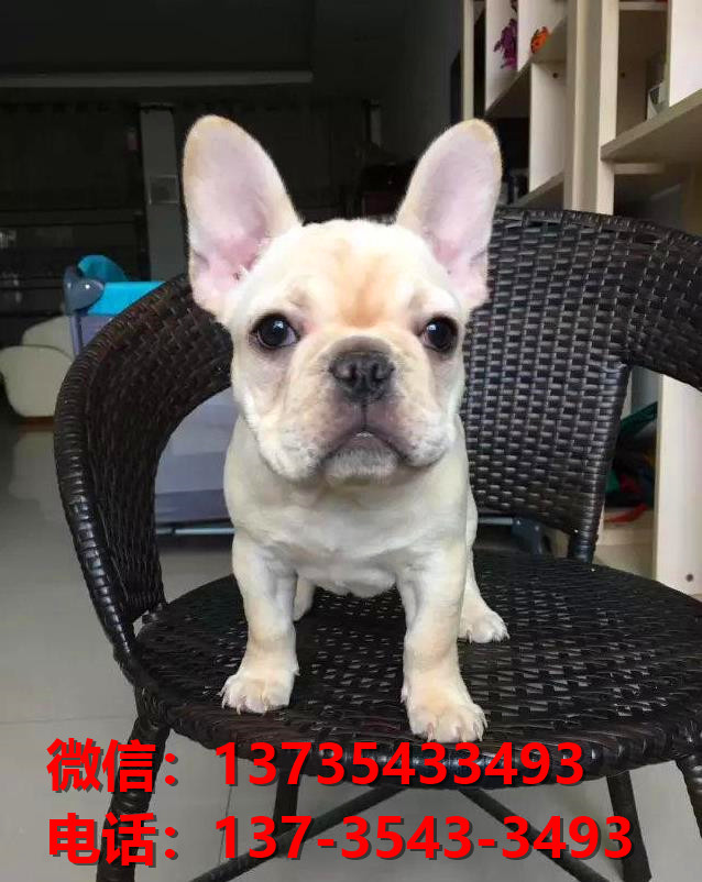 纯种法牛法斗幼犬 奶油色法斗出售 太原犬舍狗
