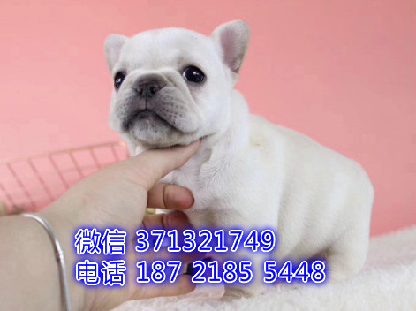长春宠物 法斗犬纯种幼犬出售 长春犬舍在哪里