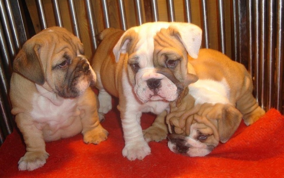 昭通哪里买卖英国斗牛犬小狗昭通养殖英斗幼犬