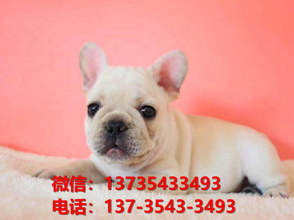 纯种法牛法斗幼犬 奶油色法斗出售 长沙犬舍狗场在哪里卖狗买狗地方