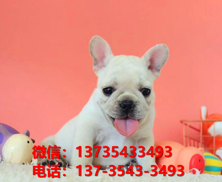 纯种法牛法斗幼犬 奶油色法斗出售 长沙犬舍狗场在哪里卖狗买狗地方