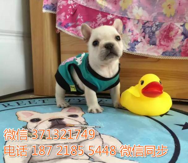 济南特惠斗牛美出售，济南犬舍在哪里 狗场繁殖