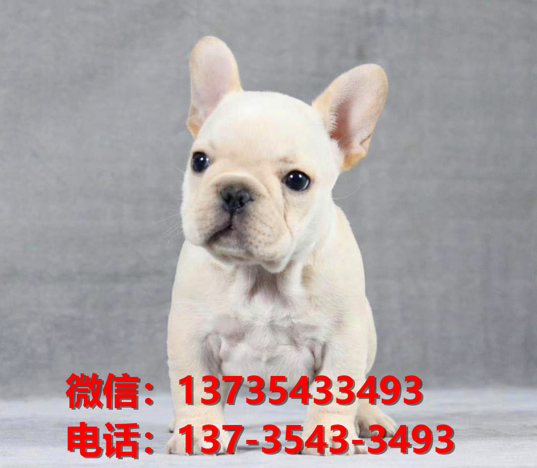 纯种法牛法斗幼犬 奶油色法斗出售 深圳犬舍狗场在哪里卖狗买狗地方