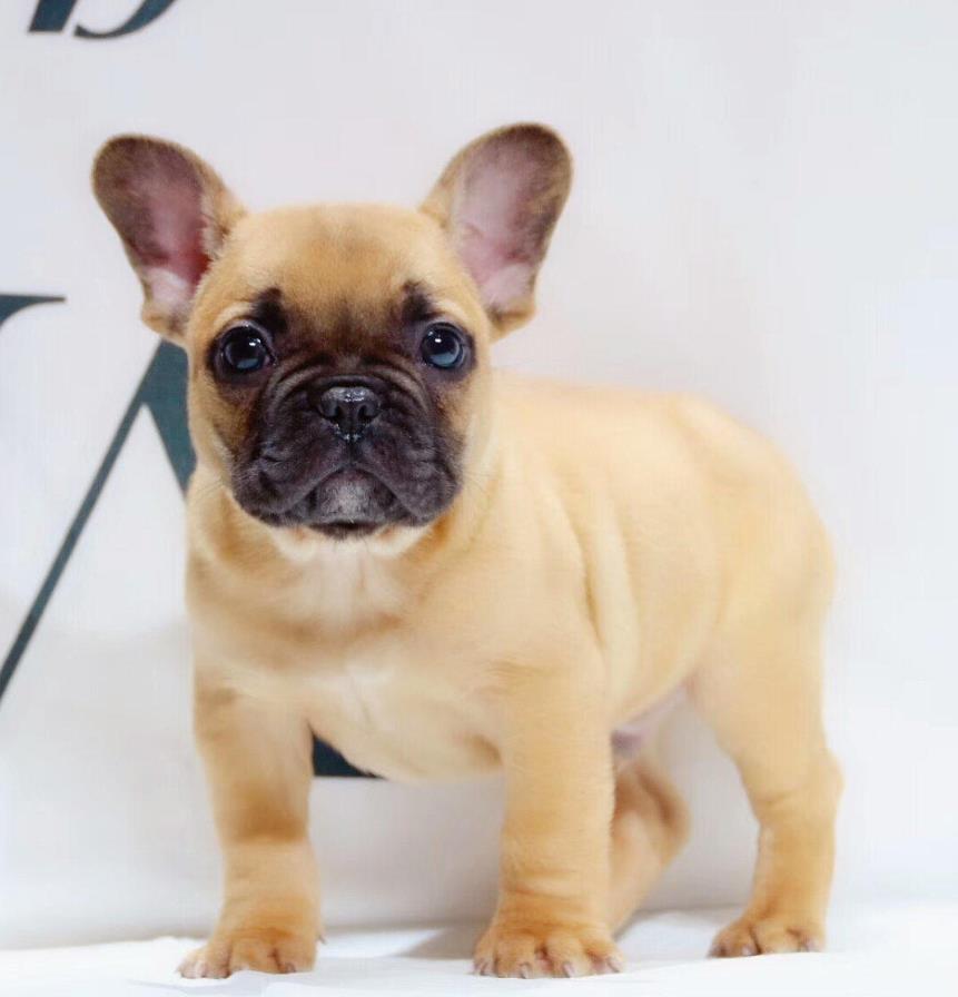 纯种法牛法斗犬出售 长沙宠物狗犬舍领养宠物