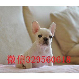 厦门出售奶油色法国斗牛犬  斗牛犬多少钱一只