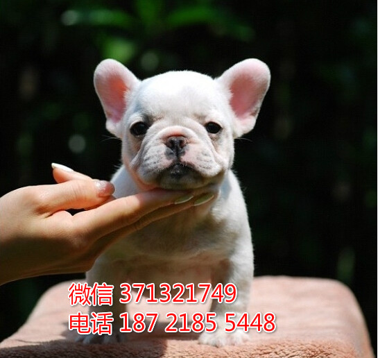 青岛宠物狗狗 法斗出售 青岛狗场犬舍在哪里