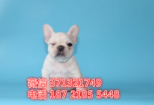 大连宠物 法斗犬出售纯种 大连犬舍在哪里 